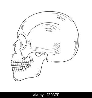 Croquis du crâne Illustration de Vecteur