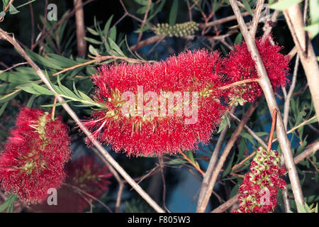 Close-up de fleur de la famille des Myrtaceae Melaleuca- macronychia Banque D'Images