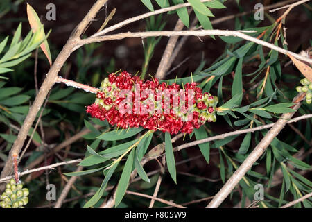 Close-up de fleur de la famille des Myrtaceae Melaleuca- macronychia Banque D'Images