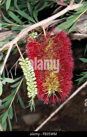 Close-up de fleur de la famille des Myrtaceae Melaleuca- macronychia Banque D'Images