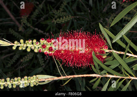 Close-up de fleur d'Albany Paperbark- Melaleuca baxteri - famille des Myrtaceae Banque D'Images