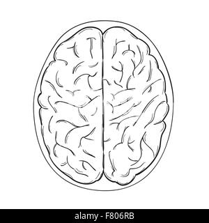 cerveau humain Illustration de Vecteur