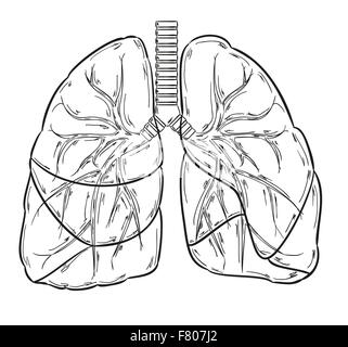 croquis de poumons Illustration de Vecteur