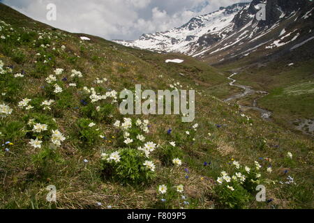 Anémone à fleurs de Narcisse, Anemone narcissiflora, en fleurs en alpage sur le Col d'Agnel, Queyras, France. Banque D'Images