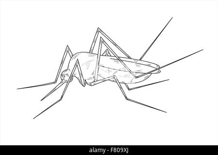 croquis de moustique Illustration de Vecteur