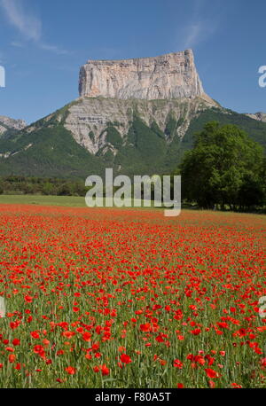 Les coquelicots en face du Mont Aiguille, (2 085 m/6 841 pi ), Vercors, France. Banque D'Images