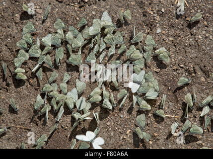 Masse de flaques de boue-noir sur blanc veiné patch humide, Ecrins Alpes, France. Banque D'Images