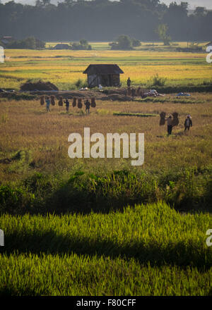 Les gens de la récolte du riz dans une rizière en dehors de Luang Nam Tha, nord ouest du Laos. Banque D'Images