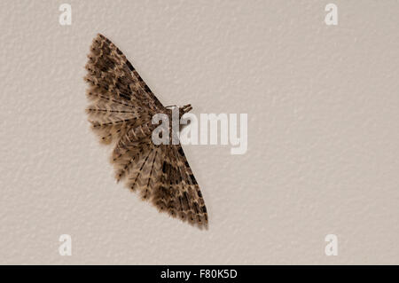 Vingt-plume moth (Alucita hexadactyla) adulte posée sur un mur dans une maison à Thirsk, Yorkshire du Nord. En août. Banque D'Images