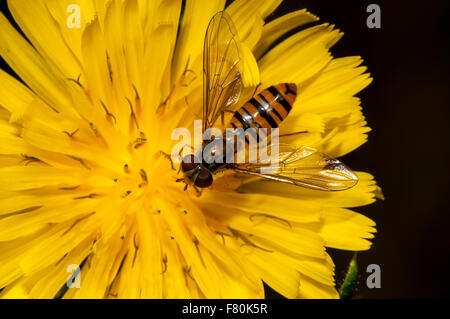 Episyrphus balteatus marmelade hoverfly (adultes) se nourrissant d'un pissenlit à Vange Marsh, Essex. En août. Banque D'Images