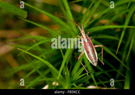 Leptopterna dolabrata herbe (bug) femelle adulte perché sur l'herbe sur Ingleborough dans le Yorkshire Dales National Park, North York Banque D'Images