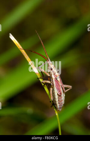 Leptopterna dolabrata herbe (bug) femelle adulte perché sur l'herbe sur Ingleborough dans le Yorkshire Dales National Park, North York Banque D'Images