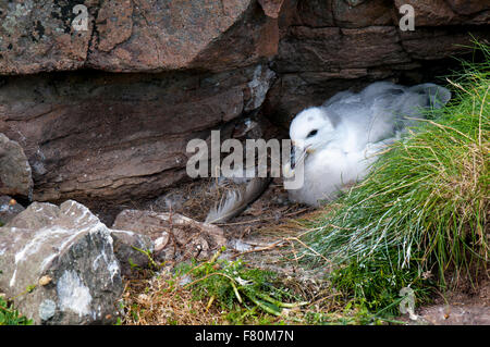 Fulmar (Fulmarus glacialis) poussin dans le nid sur une barre rocheuse sur une falaise sur l'île de Handa, Sutherland, Scotland. En août. Banque D'Images