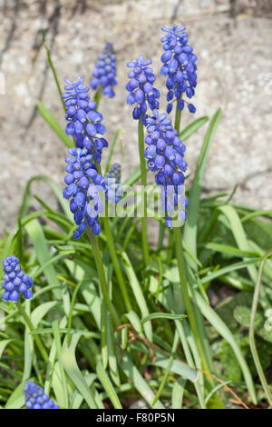 Muscaris, Grape-Hyacinth Traubenhyazinthe Trauben-Hyazinthe, kleine, Träubel Muscari botryoides,,, Hyacinthus botryoides Banque D'Images