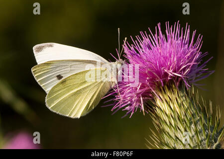 Petit chou blanc, papillon, Kleiner, Kohlweißling Kohlweissling Rüben-WeiRübenweißling SSling,,, Pieris rapae, Artogeia rapae Banque D'Images