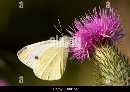 Petit chou blanc, papillon, Kleiner, Kohlweißling Kohlweissling Rüben-WeiRübenweißling SSling,,, Pieris rapae, Artogeia rapae Banque D'Images