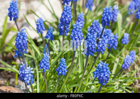 Muscaris, Grape-Hyacinth Traubenhyazinthe Trauben-Hyazinthe, kleine, Träubel Muscari botryoides,,, Hyacinthus botryoides Banque D'Images