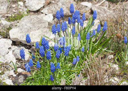 Muscaris, Grape-Hyacinth Traubenhyazinthe Trauben-Hyazinthe, kleine, Träubel Muscari botryoides,,, Hyacinthus botryoides Banque D'Images