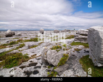 Tête noire, le Burren, comté de Clare, Irlande, la façon sauvage de l'Atlantique Banque D'Images