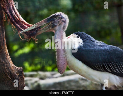 Marabou Stork (crumeniferus flamant rose (Phoenicopterus ruber) déchirer la viande carcasse Banque D'Images