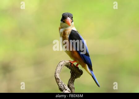 Belle Black-capped Kingfisher (Halcyon pileata) possing sur branch Banque D'Images