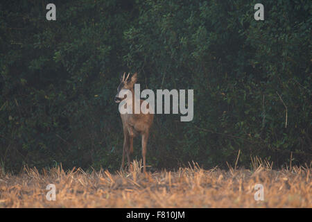 Jeune mâle Roe Deer / Reh ( Capreolus capreolus ) sur un champ de chaume, en face d'une haie, regarde attentivement autour, la faune, l'Europe. Banque D'Images