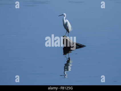 Grande Aigrette assis sur un rocher dans l'étang de l'eau bleue Banque D'Images