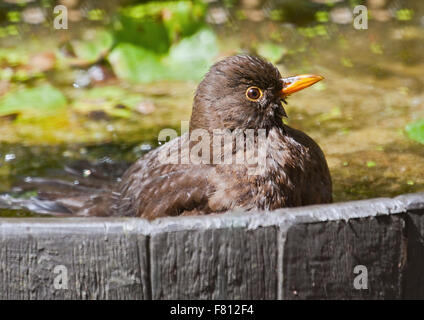 Jeune Blackbird (Turdus merula) se baigner dans la fontaine de jardin, UK Banque D'Images