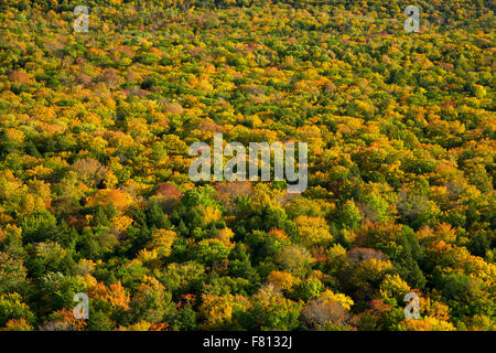 Vue sur la forêt du Lac des nuages dans la zone de visualisation, montagnes Porcupine Wilderness State Park, Michigan Banque D'Images