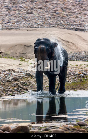 Une approche d'Éléphants Tusker sauvages vers une caméra à Jim Corbett, Inde. [Elephas maximus] Banque D'Images