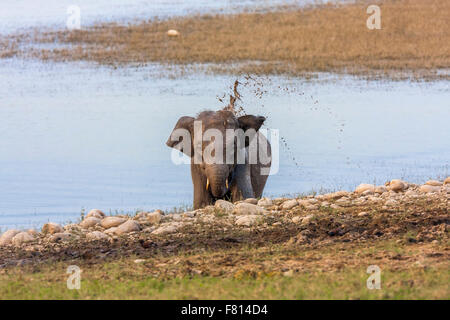 Young Elephant Tusker ayant baignoire boueux dans la forêt sauvage de Jim Corbett, Inde. Banque D'Images