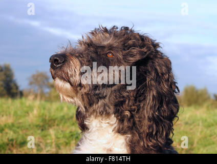 Aussiedoodle, mâle, 3 ans Banque D'Images