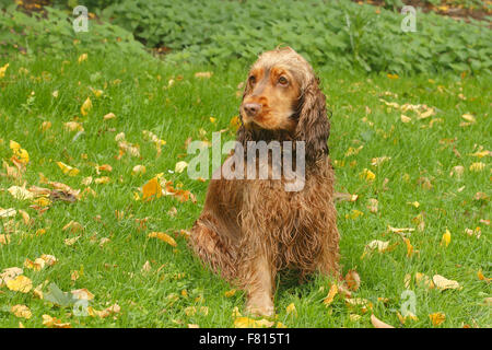 Cocker Anglais dans les feuilles d'automne, femme Banque D'Images