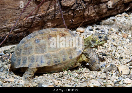 Fédération / tortue tortue d'Horsfield / tortue d'Asie centrale (Agrionemys horsfieldii Testudo horsfieldii /) originaire d'Asie Banque D'Images