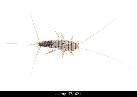 Un Lepisma saccharina silverfish,, isolé sur fond blanc. Ce petit insecte, courante dans les maisons, peuvent causer plusieurs Banque D'Images