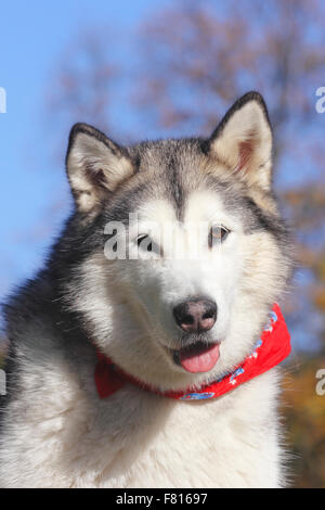 Malamute d'Alaska Banque D'Images