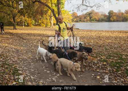 Professional Dog walker travaillant dans Prospect Park à l'automne, Brooklyn, New York. Banque D'Images