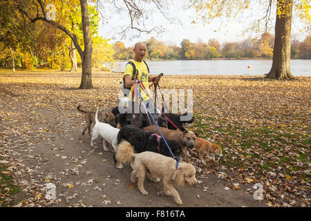 Professional Dog walker travaillant dans Prospect Park à l'automne, Brooklyn, New York. Banque D'Images