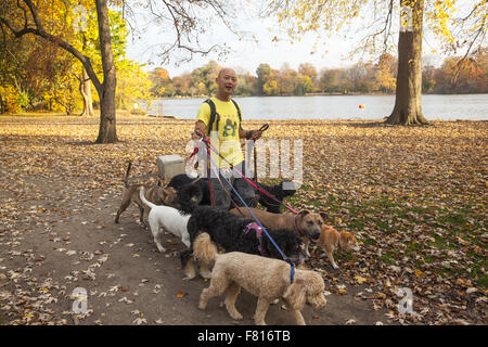 Professional Dog walker travaillant dans Prospect Park à l'automne, Brooklyn, New York. Banque D'Images