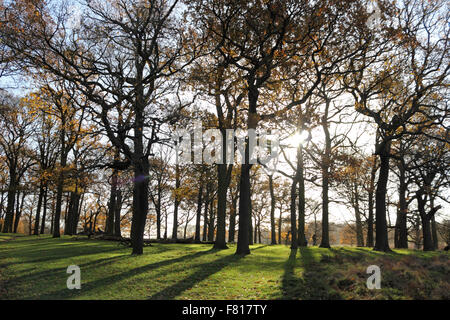 Richmond Park, Londres, UK. 4e décembre 2015. Le soleil brille à travers les branches de chênes matures sur une lumineuse journée à Richmond Park, avec les belles couleurs de l'automne. Credit : Julia Gavin UK/Alamy Live News Banque D'Images