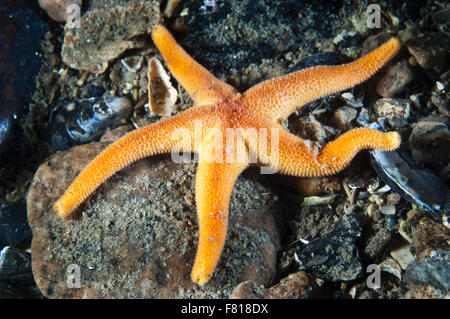 Étoile de mer de sang sous l'eau dans l'estuaire du Saint-Laurent Banque D'Images