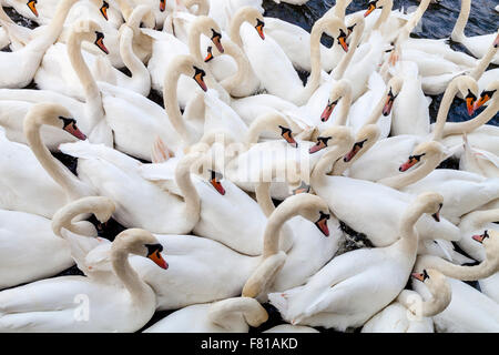 Cygnes sur la Tamise à Windsor, Windsor, Berkshire, Royaume-Uni Banque D'Images