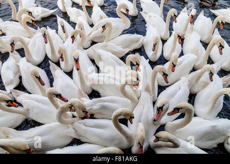 Cygnes sur la Tamise à Windsor, Windsor, Berkshire, Royaume-Uni Banque D'Images