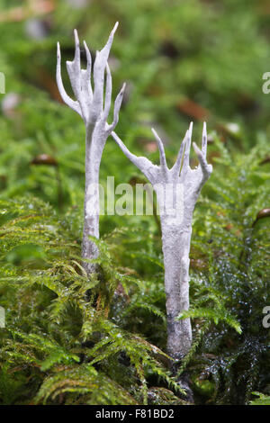 Corne de cerf champignon (Xylaria hypoxylon), de l'Ems, Basse-Saxe, Allemagne Banque D'Images