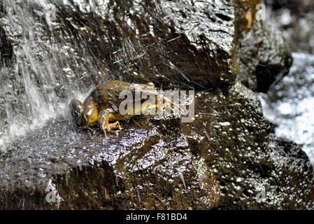 Grenouille Conraua Goliath (goliath) sous une cascade, plus grosse grenouille dans le monde, à Madrid, Mangamba Province du Littoral, Cameroun Banque D'Images