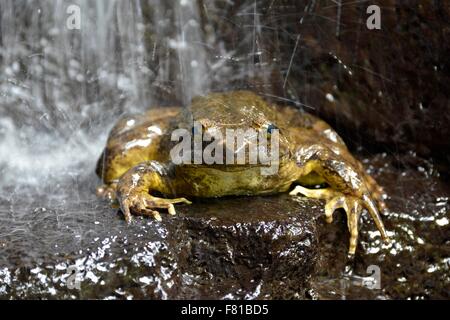 Grenouille Conraua Goliath (goliath) sous une cascade, plus grosse grenouille dans le monde, à Madrid, Mangamba Province du Littoral, Cameroun Banque D'Images