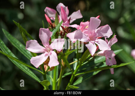 Laurier-rose (Nerium oleander) fleur, fleur rose, Allemagne Banque D'Images