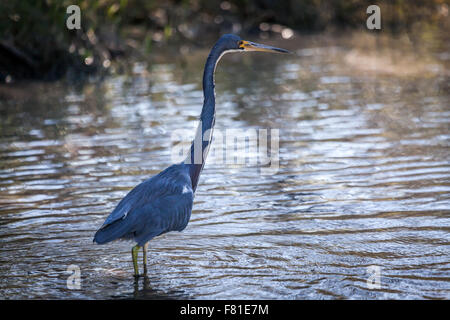 Aigrette tricolore (Egretta tricolor) Everglades, Florida, USA. Banque D'Images