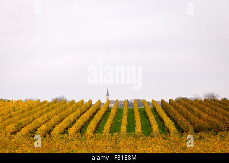 Vignoble et église de Ballrechten-Dottingen, Allemagne Banque D'Images