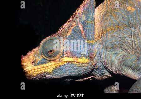 Portrait of a male Parson's Chameleon Calumma Parsoni à Madagascar Banque D'Images